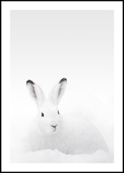 White Rabbit | POSTER BOARD