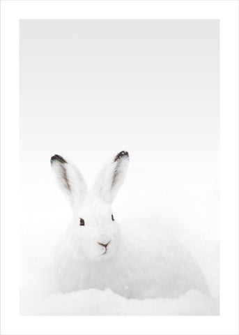 White Rabbit | POSTER
