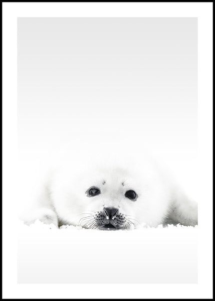 White Seal | POSTER BOARD