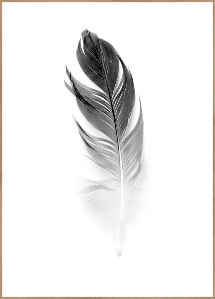 Soft Feather | POSTER BOARD