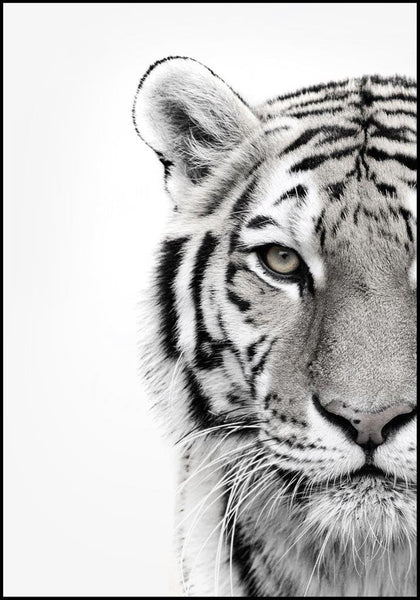 Weißer Tiger | Plakatbrett