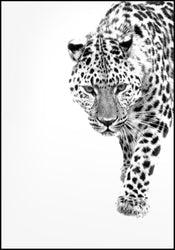 Weißer Leopard | Plakatbrett