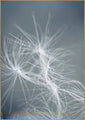 Dream weaver blue | POSTER BOARD