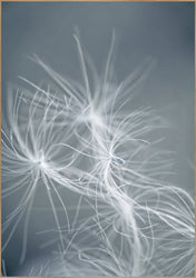 Dream Weaver Blue | Plakatbræt