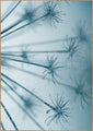 Star burst | POSTER BOARD