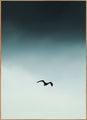 Seagul blue | POSTER BOARD