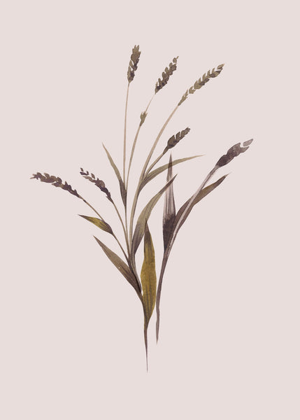 Wheat | POSTER BOARD