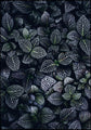 Moon Flowers | POSTER BOARD