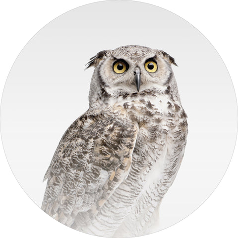 Misty Owl | CIRCLE ART