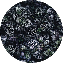 Mondblumen | CIRCLE ART