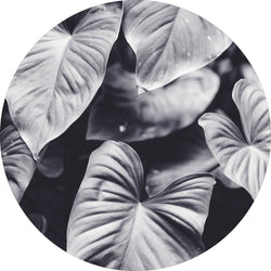 Blatt von Grau | CIRCLE ART