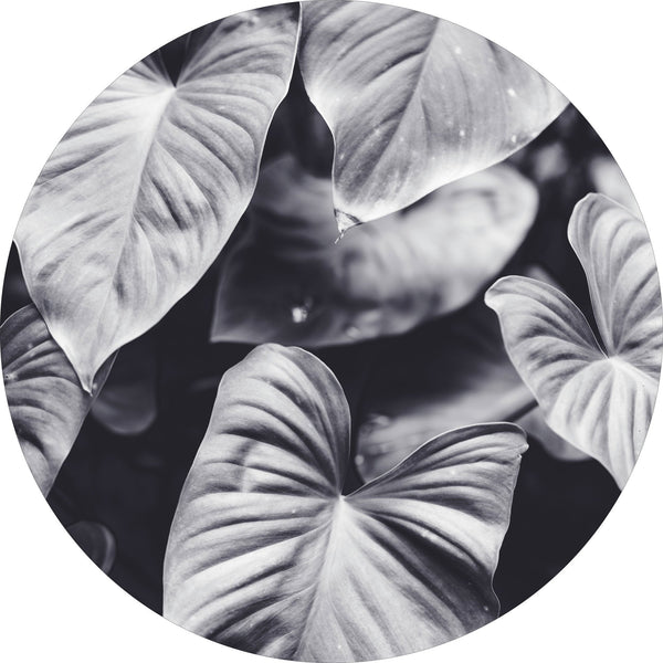 Blatt von Grau | CIRCLE ART