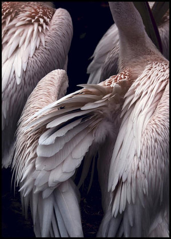 Flamboyance 1 | POSTER BOARD