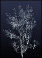 Black Olive | POSTER BOARD