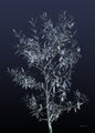 Black Olive | POSTER