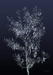 Schwarze Olive | POSTER