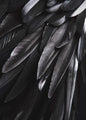 Black wing | POSTER