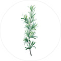 Green Plants 11 | CIRCLE ART