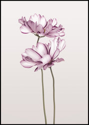 Cosmos 2 | POSTER BOARD