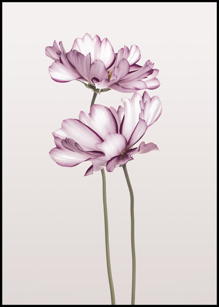 Cosmos 2 | POSTER BOARD