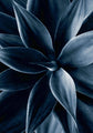 Dark plant 1 | POSTER