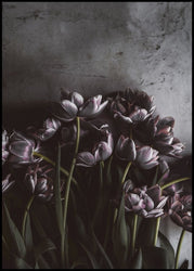 Dark Tulips 100x150