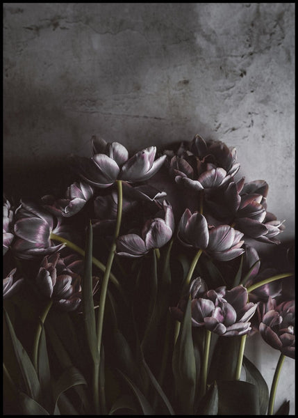 Dunkle Tulpen | Plakatbrett