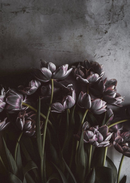 Dark tulips | POSTER