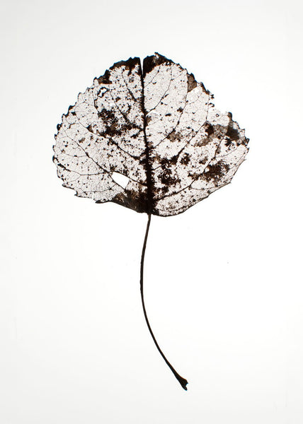 Blatt rustikal | Plakatbrett
