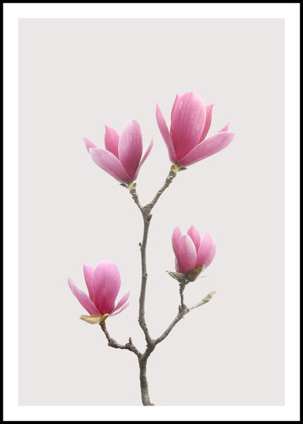 Magnolia 1 | POSTER BOARD