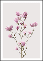 Magnolia 2 | Plakatbrett