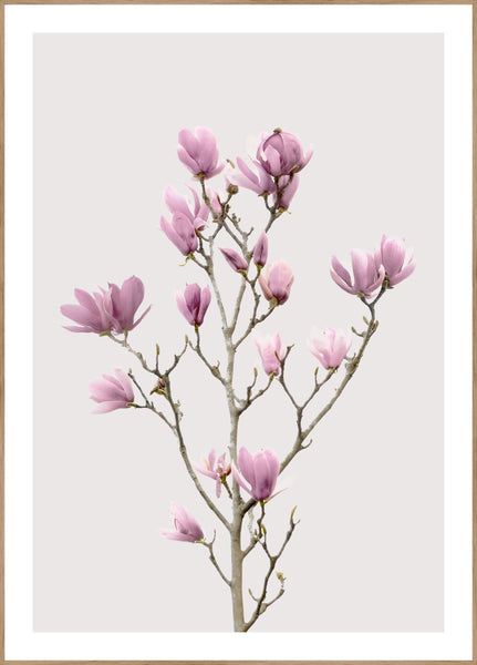 Magnolia 2 | Plakatbrett