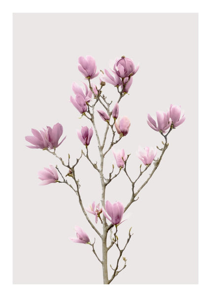 Magnolia 2 | Plakatbrett