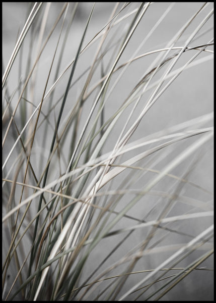 Mellow Grasses 1 | POSTER BOARD