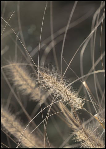 Mellow Grasses 2 | POSTER BOARD