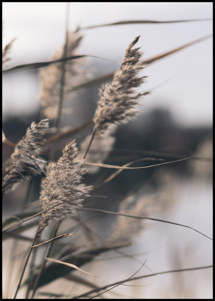 Mellow Grasses 3 | POSTER BOARD