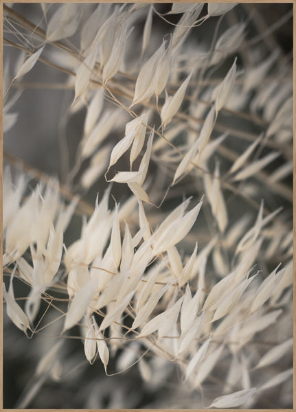Mellow Grasses 4 | POSTER BOARD