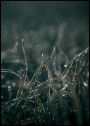 Mellow Grasses 5 | POSTER BOARD