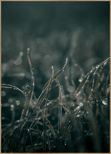 Mellow Grasses 5 | POSTER BOARD