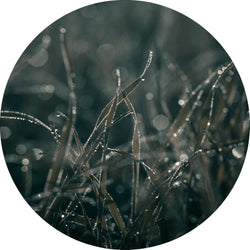 Mellow Gräser 5 | CIRCLE ART
