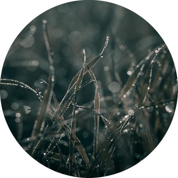 Mellow Gräser 5 | CIRCLE ART
