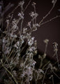 Mellow Grasses 6 | POSTER
