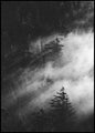 Misty pine woods | POSTER BOARD