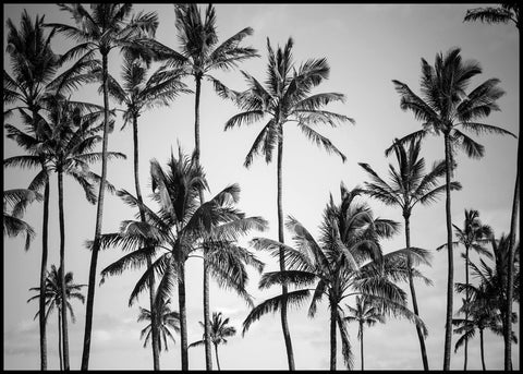 Palm heaven | POSTER BOARD