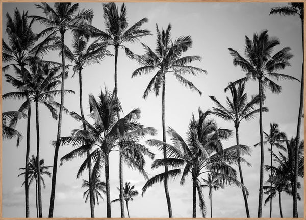 Palm Himmel | Plakatbrett