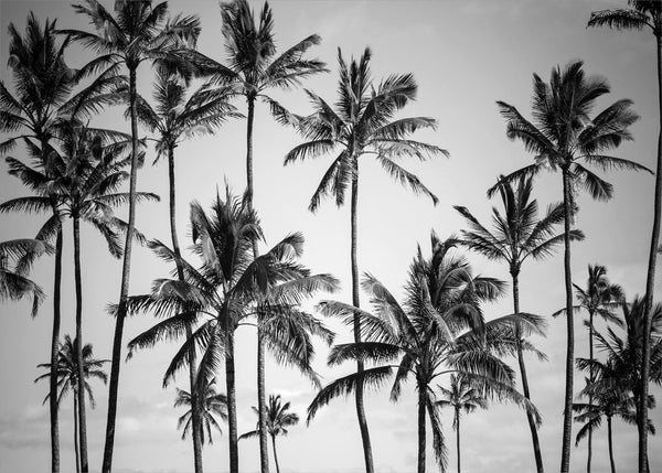 Palm Himmel | POSTER