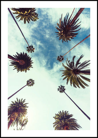 Palm sky 2 | POSTER BOARD