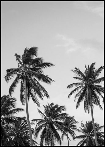 Palms in grey | POSTER BOARD