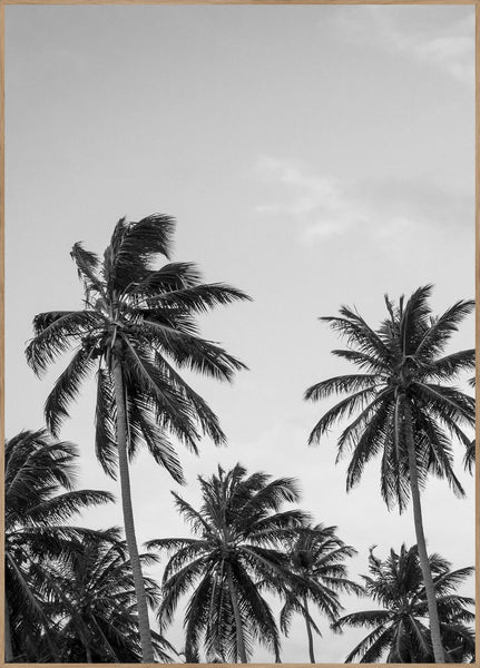 Palmen in Grey | Plakatbrett