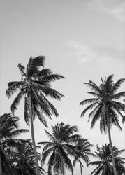 Palmen in Grey | POSTER